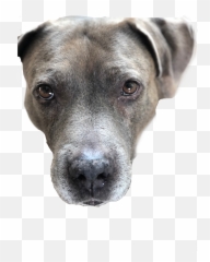 Discover Trending Batata Stickers Picsart - Guard Dog Emoji,Batata Emoticon