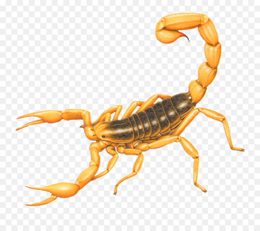 Scorpion Sticker - Scorpion Emoji,Scorpion Emoji