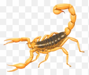 Scorpion Sticker - Scorpion Emoji,Scorpion Emoji