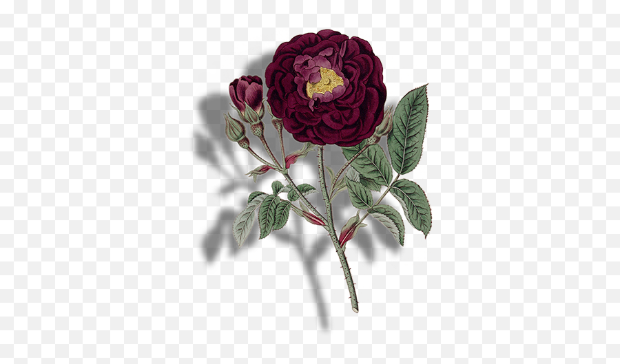May - Garden Roses Emoji,Deworld Emoji Speaker