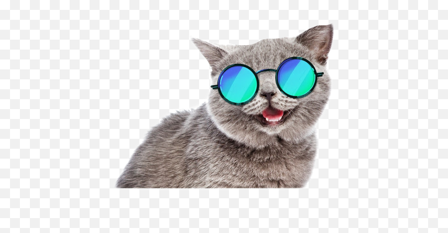 The Most Edited - Summer Cat Png Emoji,Grey Cat Emoticons For Facebook