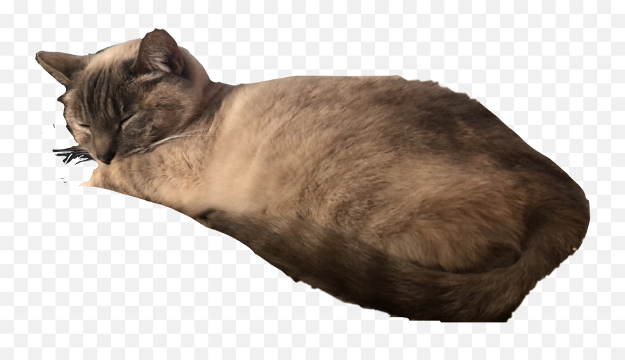 Cat Siamesecat Sleeping Sleepingcat Sticker By Ada - Soft Emoji,Sleeping Cat Emoji