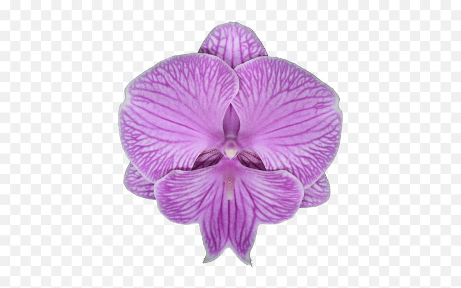 Manta More - Stolk Flora Moth Orchid Emoji,Manta Emotions Definition