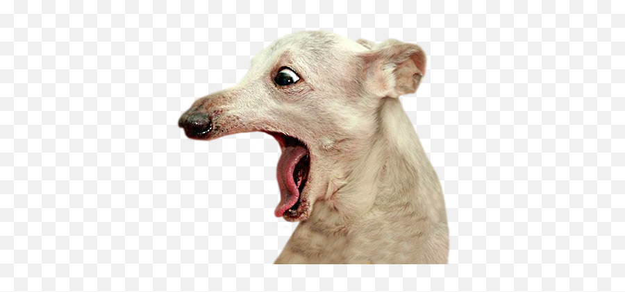 Funny Doge By Dmitrii Demurin - Dog Yawns Emoji,Vizsla Emoji