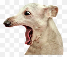 Funny Doge By Dmitrii Demurin - Dog Yawns Emoji,Vizsla Emoji