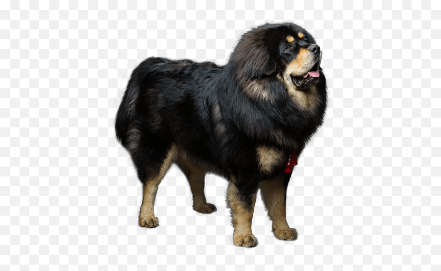 Tibetan Mastiff - Tibetan Mastiff Dog Png Emoji,Caucasian Mountain Shepherd Puppy Emoticon