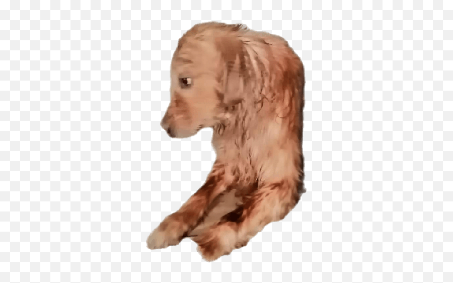 Toby Bb Emoji,Cocker Spaniel Emojis For Messenger