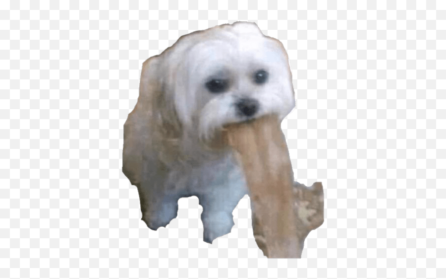 Animalitos Drogadxs Emoji,Bichon Emoji