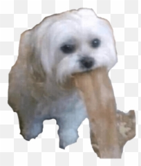 Animalitos Drogadxs Emoji,Bichon Emoji