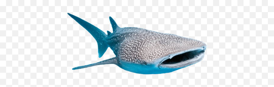 Whale Shark Ocean Sticker - Whale Shark Emoji,Shark Fin Emoji
