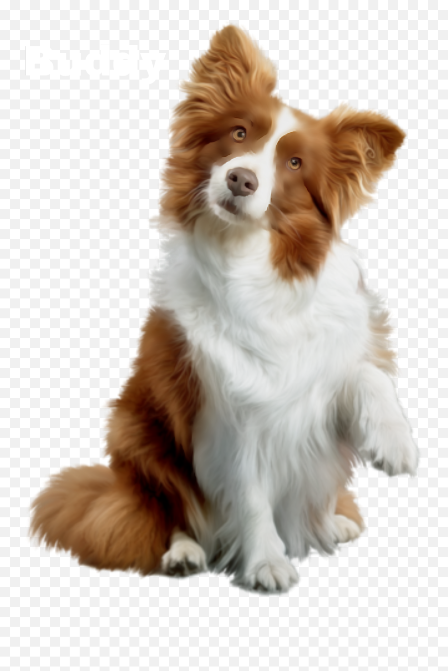 Buddy Sticker Emoji,Sheltie Emoji