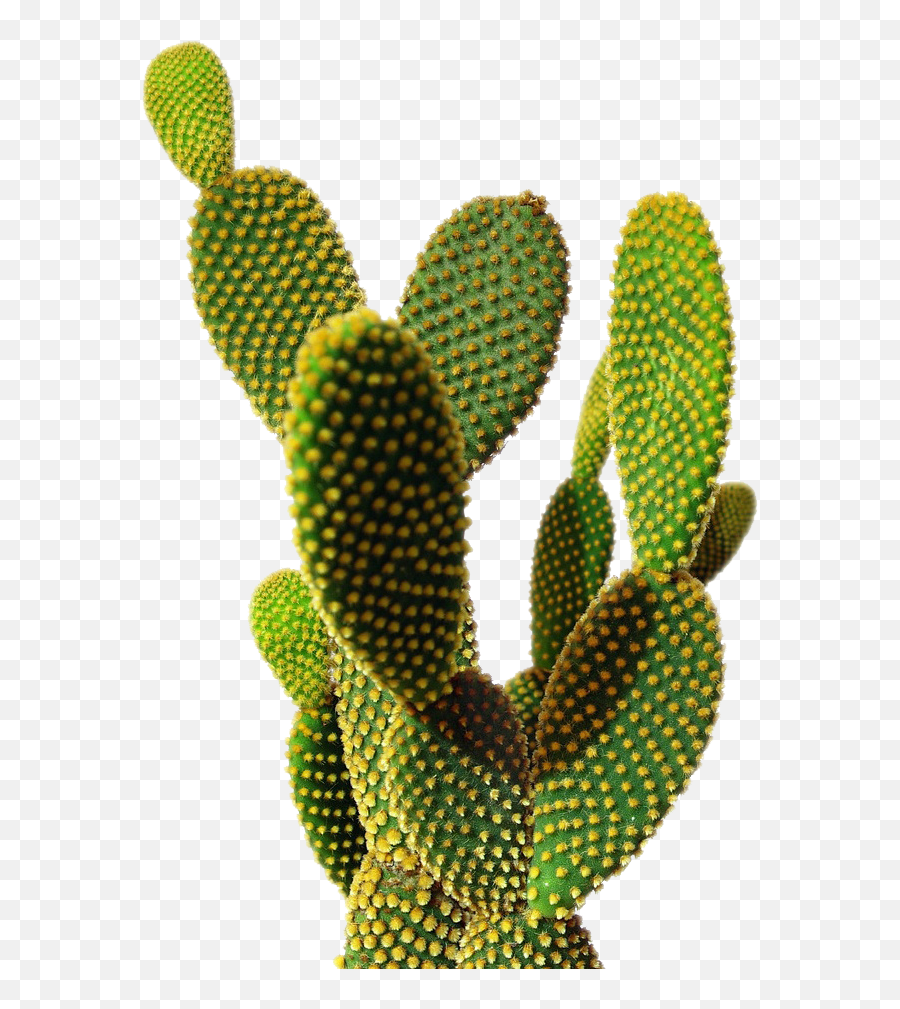 Cactus Png Image - Cactus Png Transparent Cartoon Jingfm Hay Que Ser Como El Cactus Dijo Emoji,Cactus Emoji Png