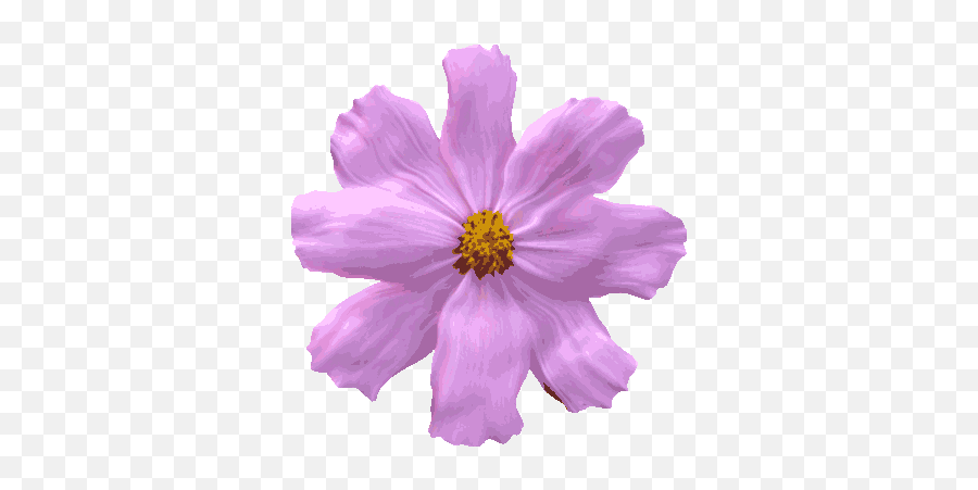 Top Flower Stickers For Android U0026 Ios Gfycat - Transparent Blooming Flower Gif Emoji,Purple Flower Emoji