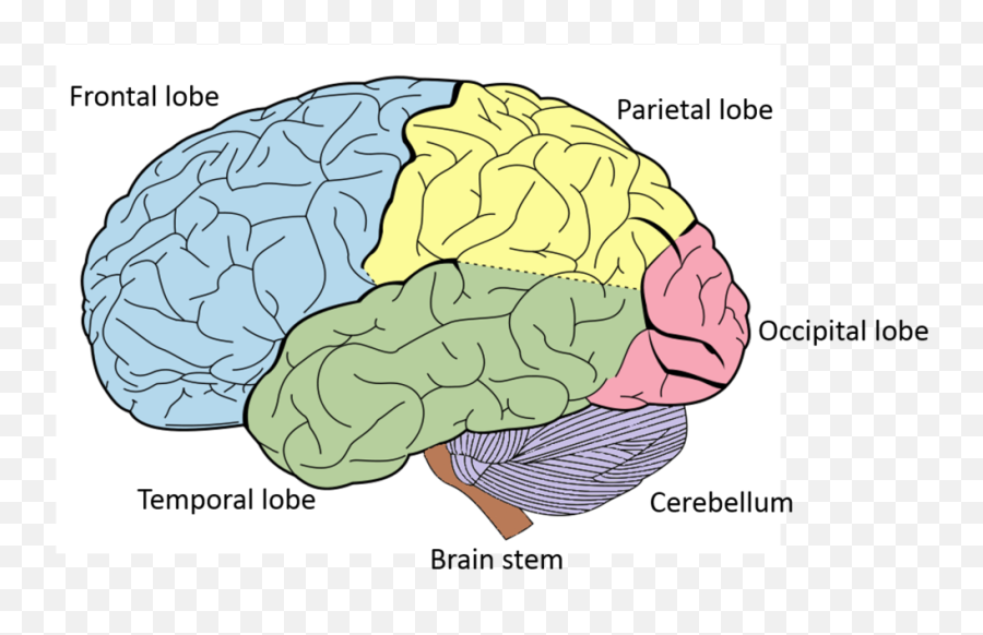 Functions Of The Brain U2014 Stroke Recovery - Brain Neuroscience Emoji,Logic And Emotion Parts Of The Brain