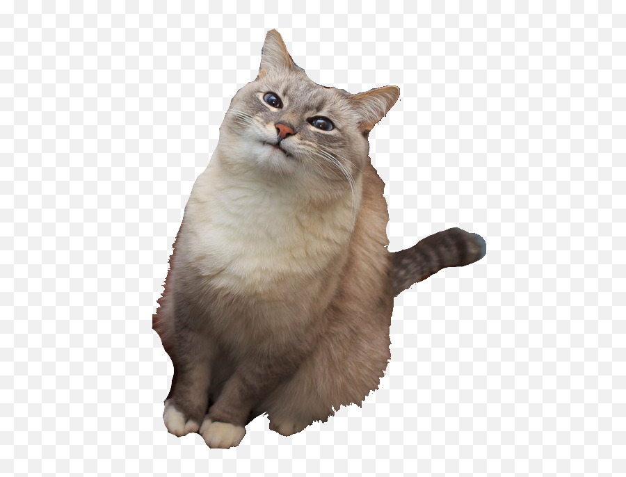 Blini Pancake Cat Imgur - Portable Network Graphics Emoji,Cat Blins Emotion
