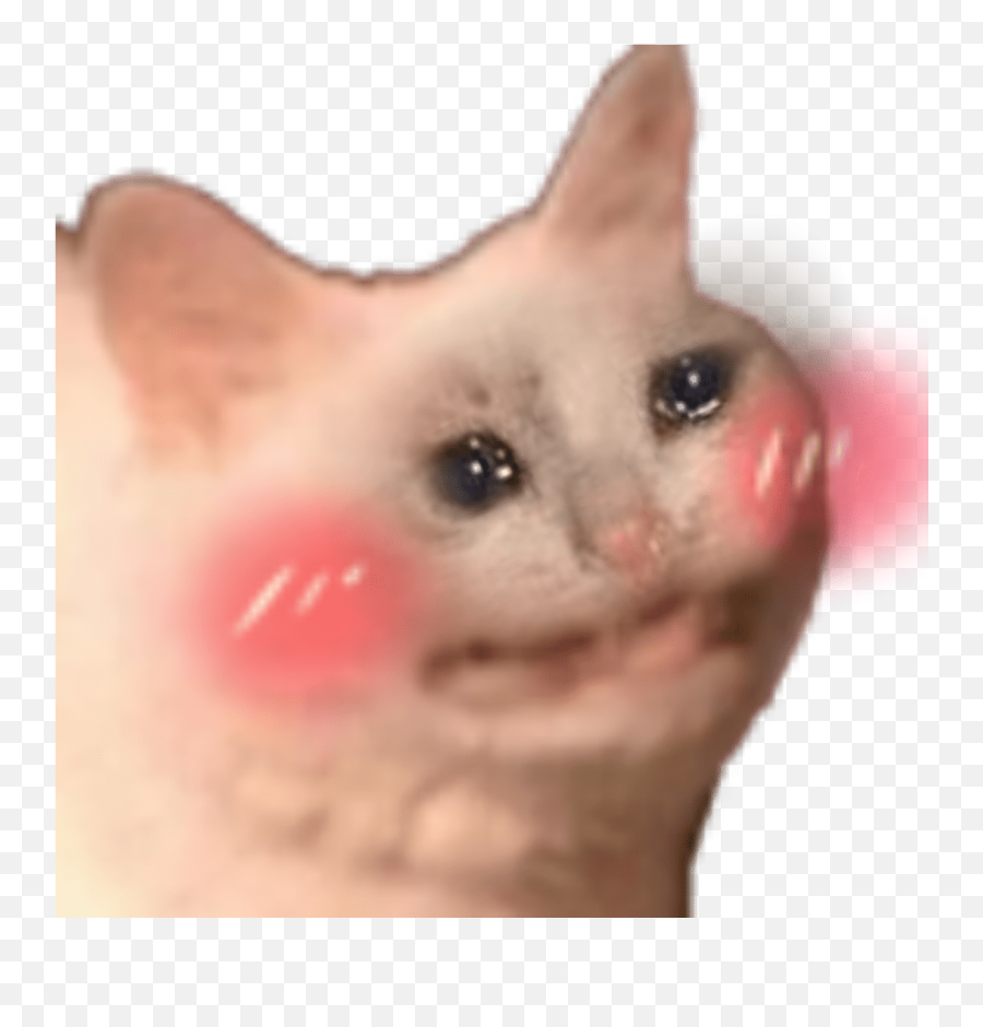 Ugly Crying Cat Coughing Cat Meme - Shy Sad Cat Emoji,Tumblr Cat Emoticon Cry