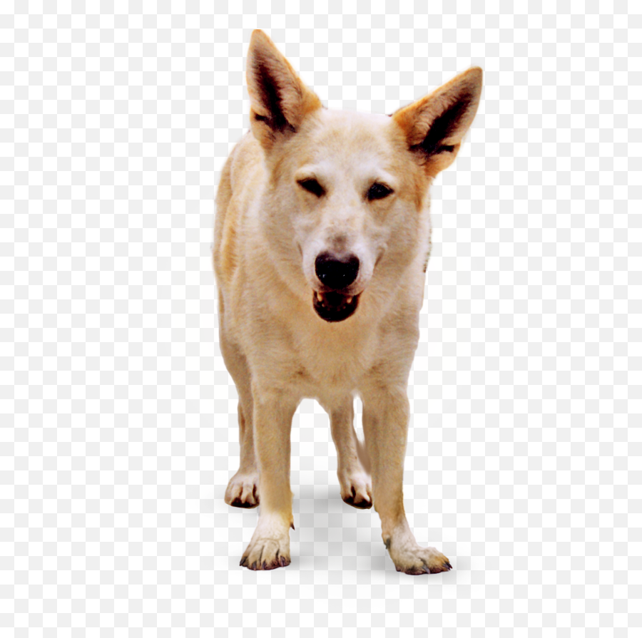 Primal Pet Foods - Northern Breed Group Emoji,Dog Dog Heart Emoji Puzzle