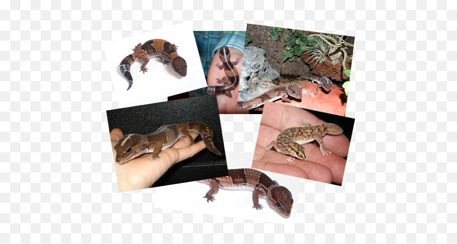Reptiles Available For Sale U2013 Petland Bradenton Florida - Banded Geckos Emoji,What Does Color Say About Crested Geckos Emotion
