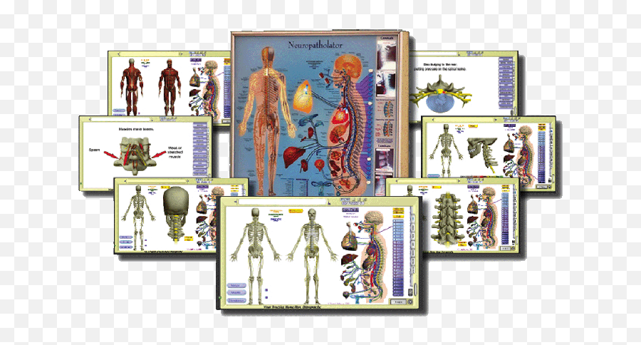 Neuropatholator Wall Chart And Computer Software - For Adult Emoji,Charts Irridology Reflexology Emotions