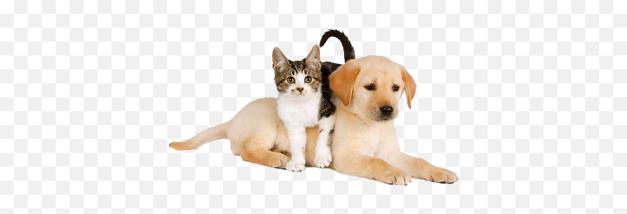 Emotional Support Animals More Than Pets Suicide Forum - Domestic Cat Emoji,Cats Emotions