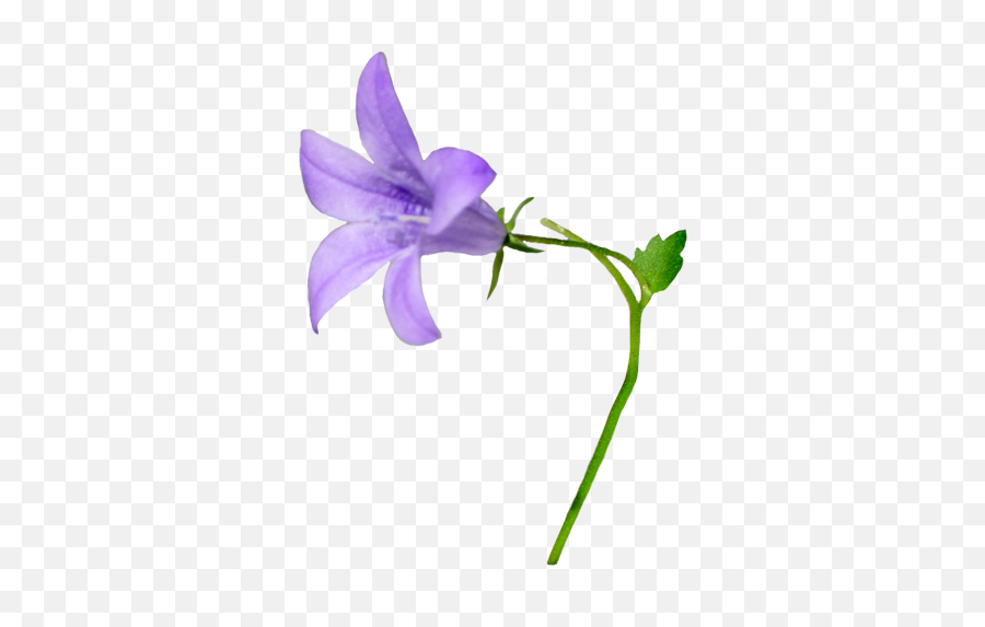 Bellflower Transparent Png Images Bellflowers 4png Emoji,Emotion Flower Clipart