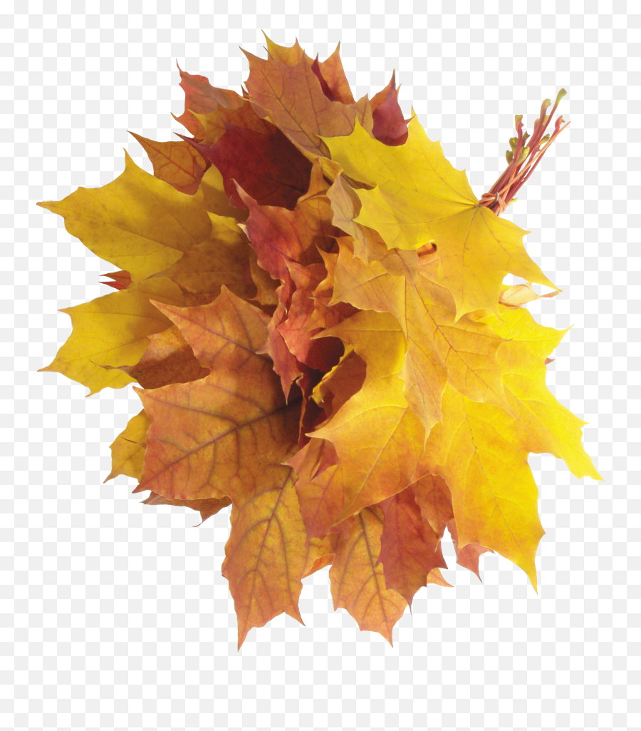 Clipart Leaves Chinar Leaf Clipart - Autumn Png Aesthetic Emoji,Fall Leave Emoji