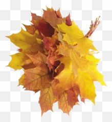 Clipart Leaves Chinar Leaf Clipart - Autumn Png Aesthetic Emoji,Fall Leave Emoji