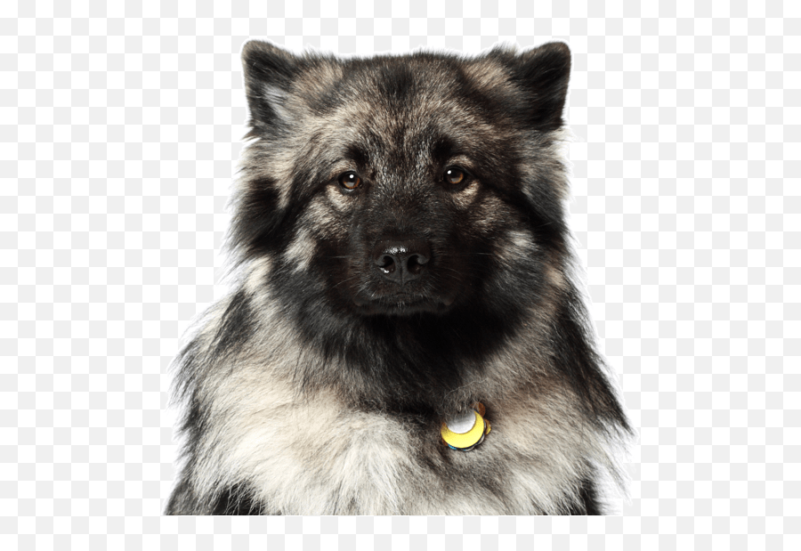 Keeshond Mix - Keeshond Mix Emoji,Sheltie Emoji