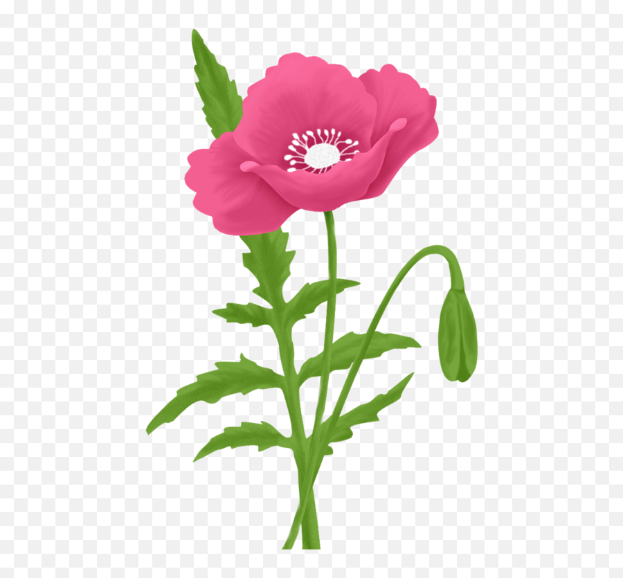 Flower Pictures Views Album Poppies - Poppy Anemone Emoji,Remembrance Poppy Emoji