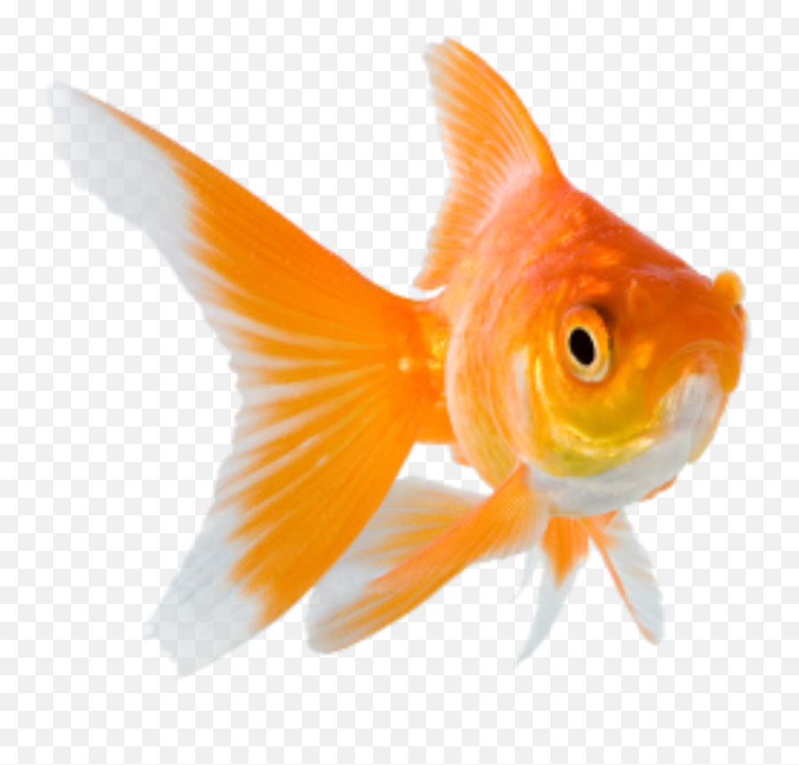 Picsart Photo Studio - Goldfish Would You Wish Emoji,Gold Fish Emoji