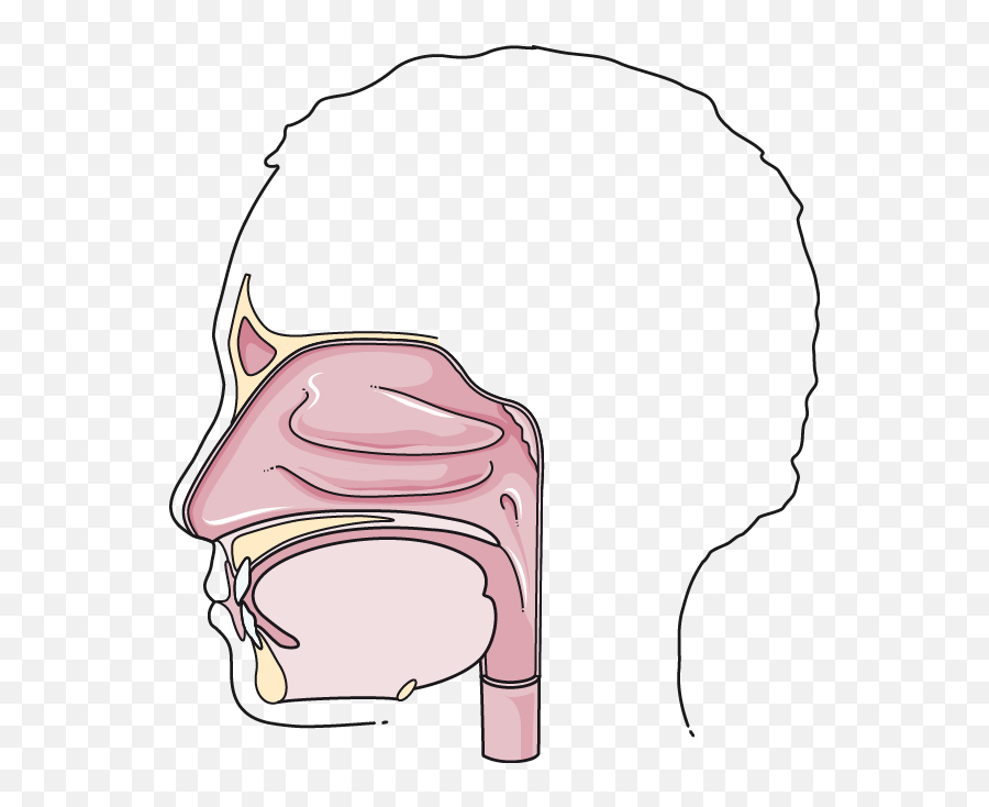 Clipart Mouth Bouche - Cartoon Png Download Full Size Medical Picture Mouth Emoji,Cartoon Oral Emojis Clipart Mouth Bouche - Cartoon Png Download Full Size Medical Picture Mouth Emoji,Cartoon Oral Emojis