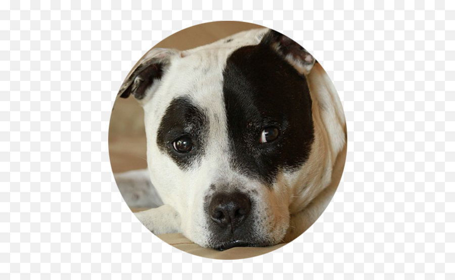 Stigma Surrounding Pit Bulls - Staffordshire Bull Terrier Vs Staffy Emoji,Pitbulls Read Emotion
