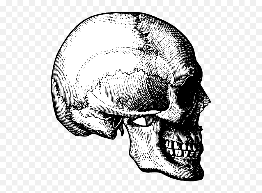 Detailed Skull Side Graphic - Detailed Skull Side Emoji,Skull & Acrossbones Emoticon