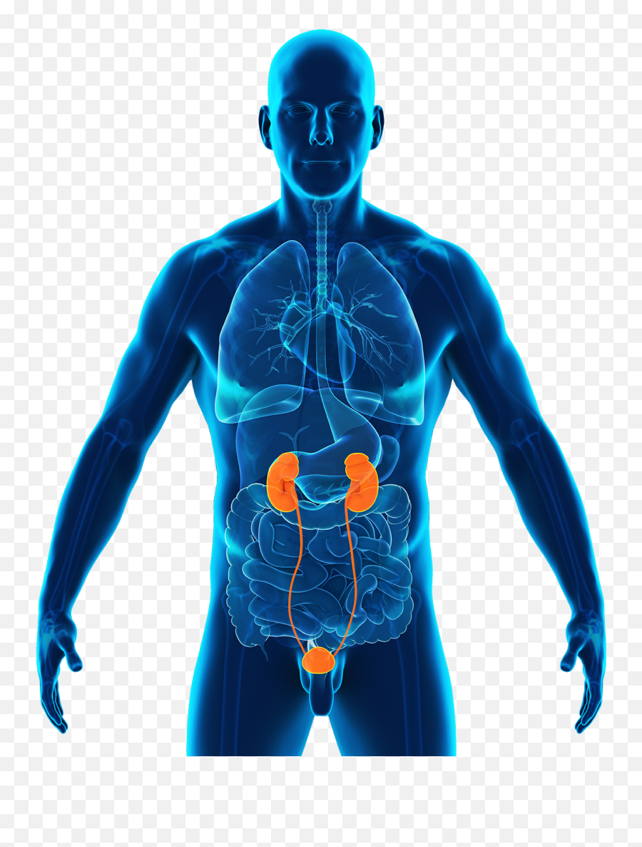 Organ Detoxification Program - Batman The Dark Knight 3d Model Emoji,Emotions Of The Large Intestine