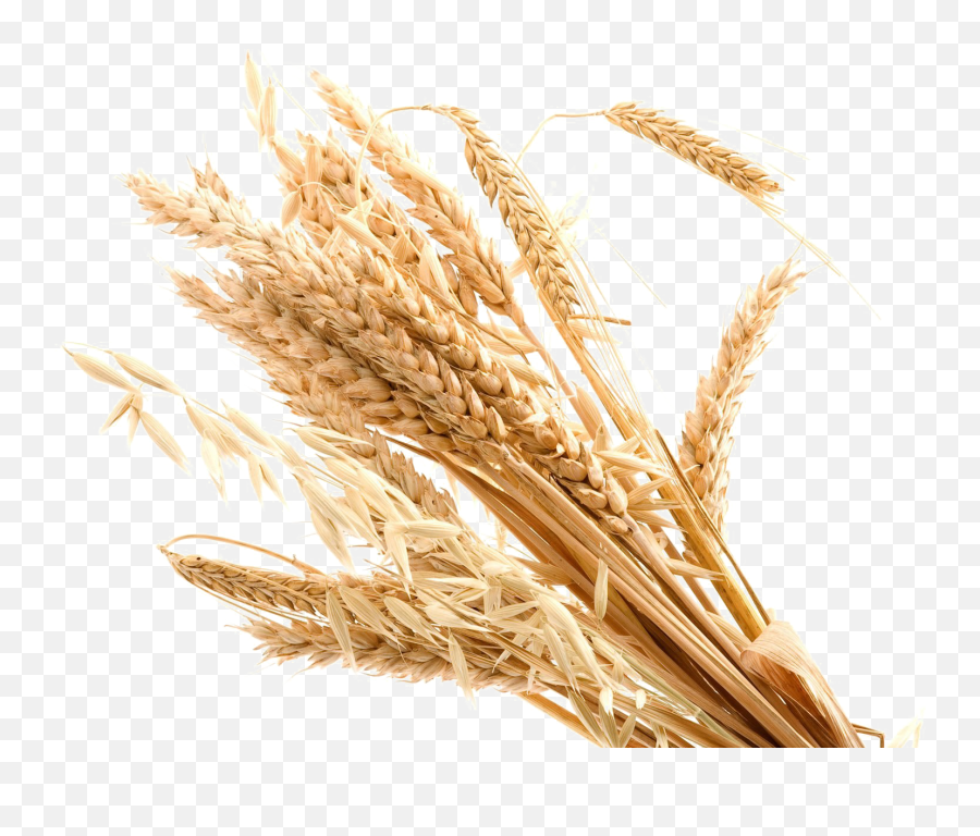 Wheat Transparent Background Png Png Arts Emoji,Wheat Emojis