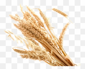 Wheat Transparent Background Png Png Arts Emoji,Wheat Emojis