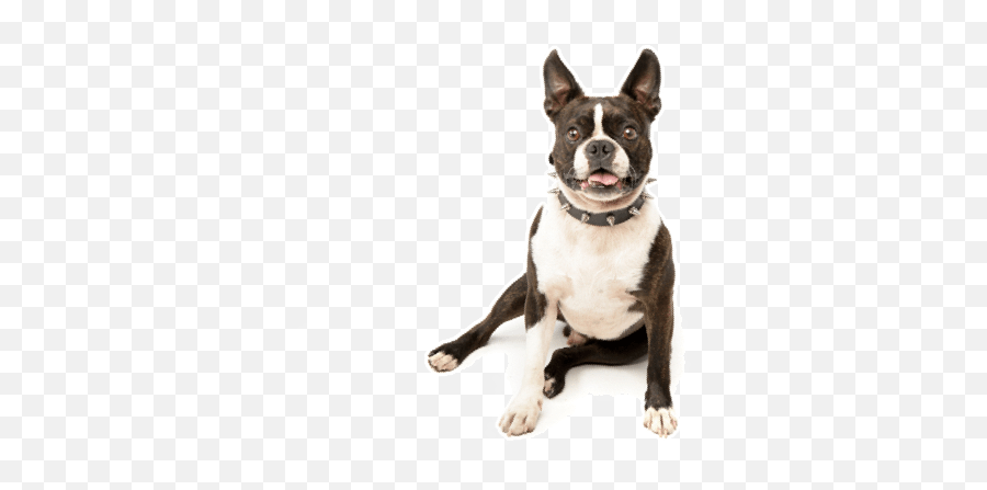 Boston Terrier Puppies For Sale In Ohio - Adoptapetcom Emoji,Toto And Cici Emoticons