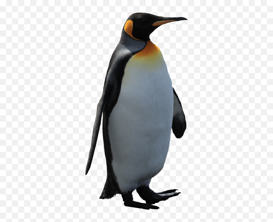 Penguin Png Transparent Emoji - Freepngdesigncom,Bird Emoji Symbol