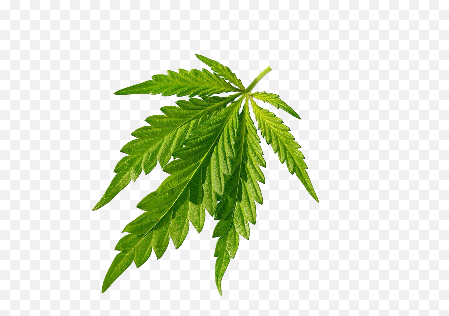 Cannabis Sativa Joint Leaf - Cannabis Green Leaves Closeup Emoji,Weed Leak Emoji