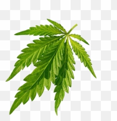 Cannabis Sativa Joint Leaf - Cannabis Green Leaves Closeup Emoji,Weed Leak Emoji