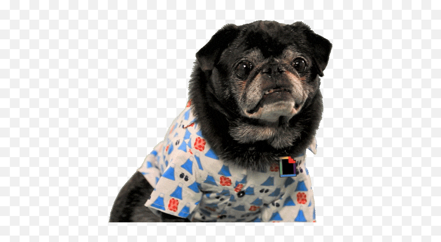 Top Puppy Dog Eyes Stickers For Android U0026 Ios Gfycat - Dog Funny Transparent Gif Emoji,Dog Emoji Background