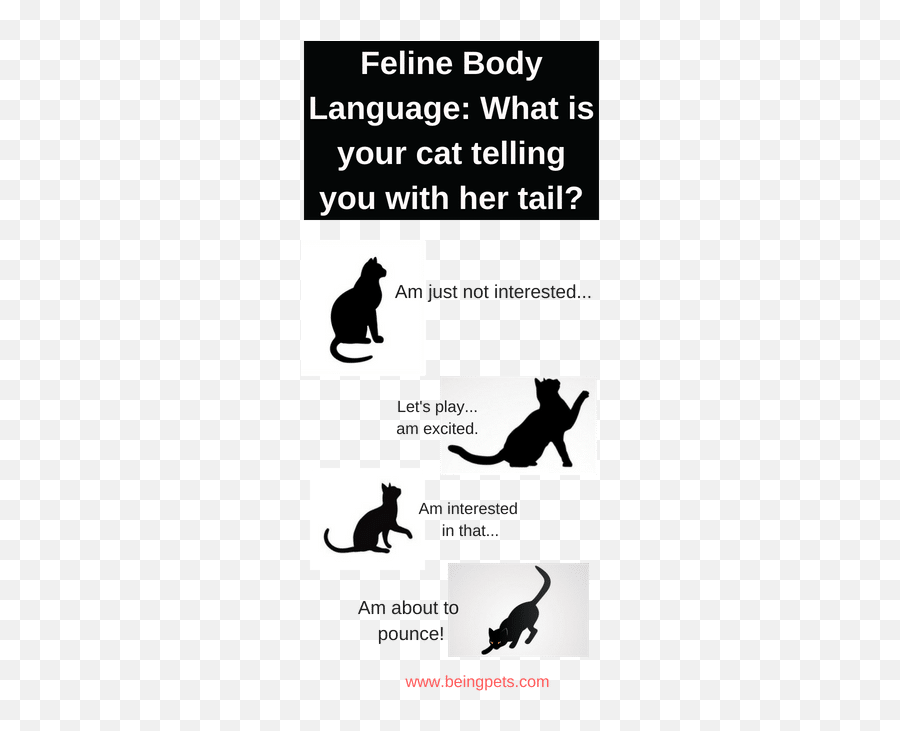 Why Is My Cats Tail Twitching - Photo Caption Emoji,Cat Tail Emotion Chart