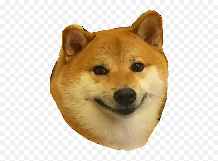 Shibe Shib Happy Shibenation Sticker - Have You Seen Him Shiba Meme Emoji,Shibe Emoji