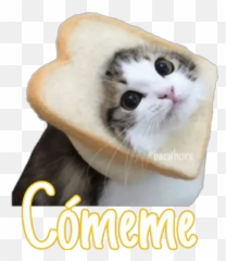 Gatitos - Gatito Sorry Sticker Whatsapp Emoji,Emojis Gatitos