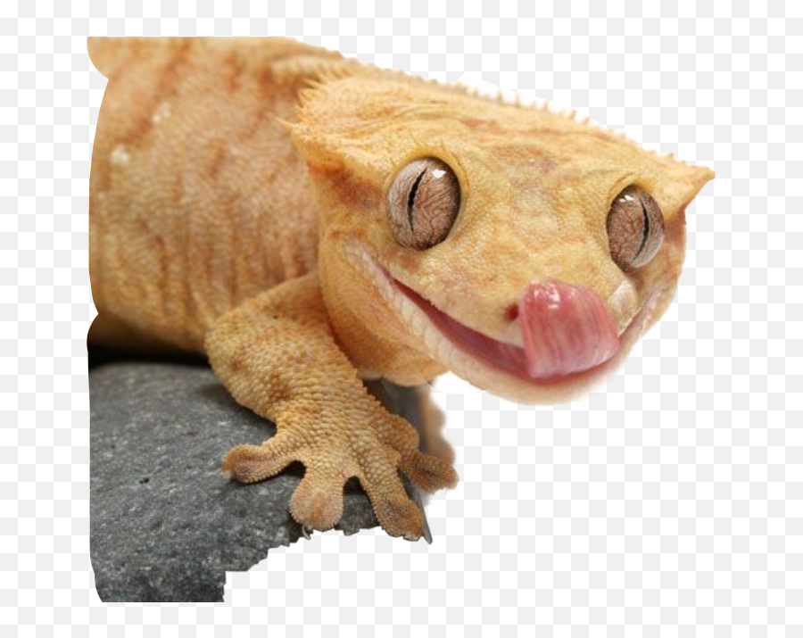 The Most Edited Crestedgecko Picsart - Animal Figure Emoji,What Does Color Say About Crested Geckos Emotion