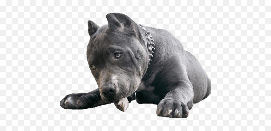 Facts Dog Breed - Canis Panther Emoji,Pitbulls Read Emotion