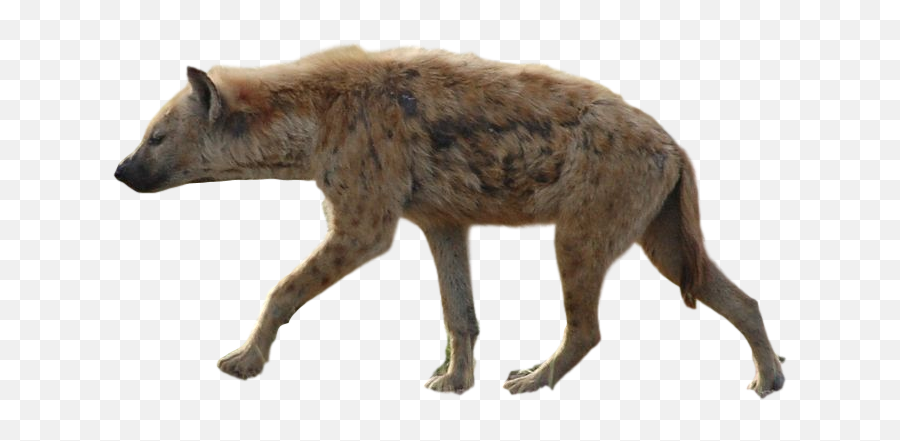 800x489 - Spotted Hyena Transparent Background Emoji,Hyena Emoji