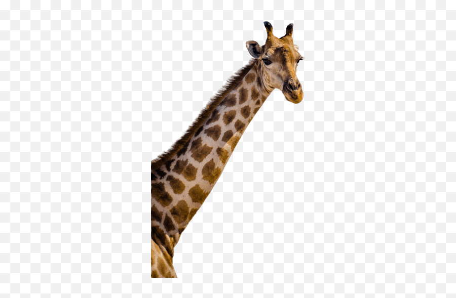 Writing For Conversions Turtl - Northern Giraffe Emoji,Emotion Kiss Six