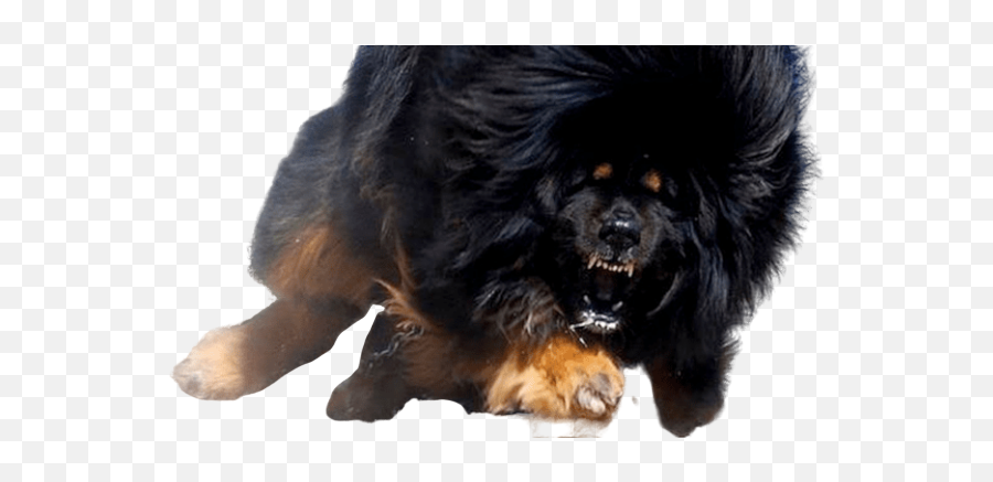 36 Dog Ideas - Mastiff Tibetan Emoji,Caucasian Mountain Shepherd Puppy Emoticon