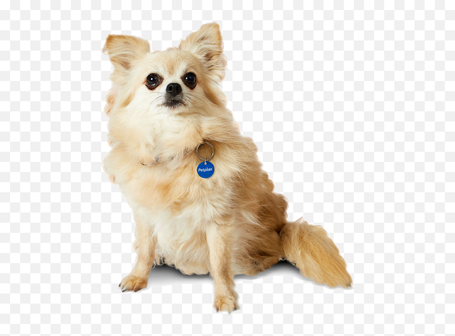 Chihuahua Temperament Lifespan Grooming Training Petplan Emoji,Do Dogs Have Emotions?